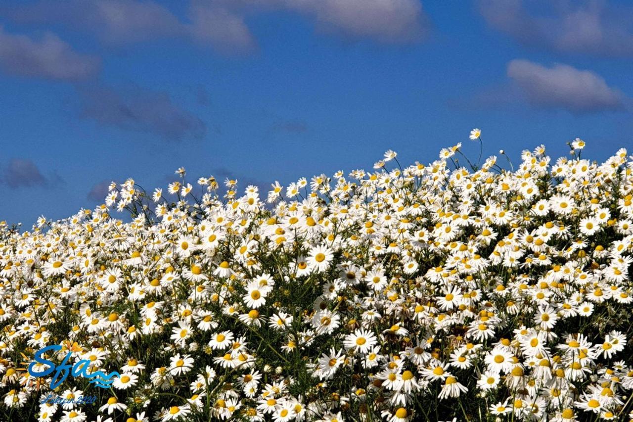 Daisy - Sunny Flowers Apartments Łukęcin 외부 사진